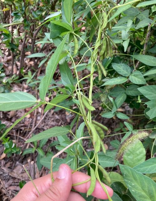 野大豆分布广泛,但它是一种保护植物