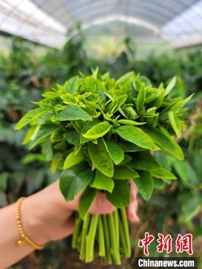 海南五指山野菜从山野采摘走向大棚种植