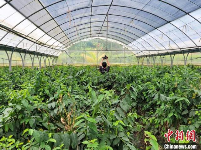 海南五指山野菜从山野采摘走向大棚种植