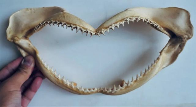 鲨鱼颌骨▲伪虎鲸牙齿▲小鳁鲸鲸须现场还有海洋生物主题邮票收藏