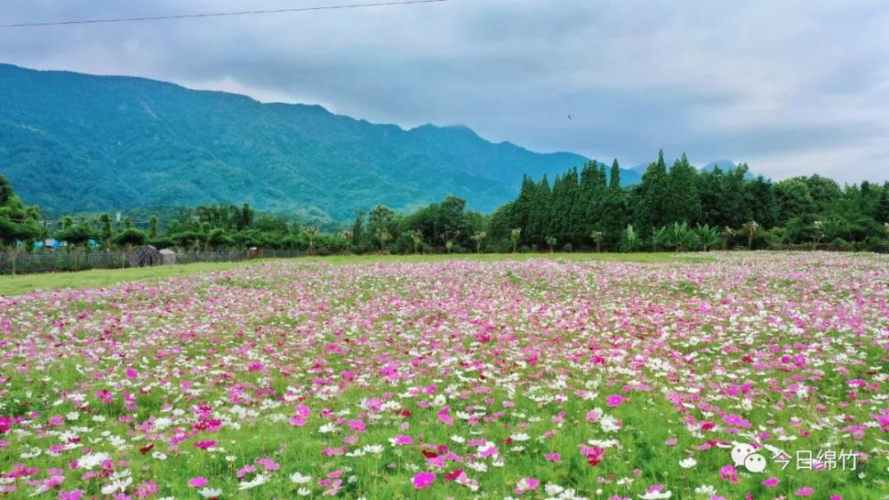 花海游玩发朋友圈说说(花海游玩发朋友圈说说简短)