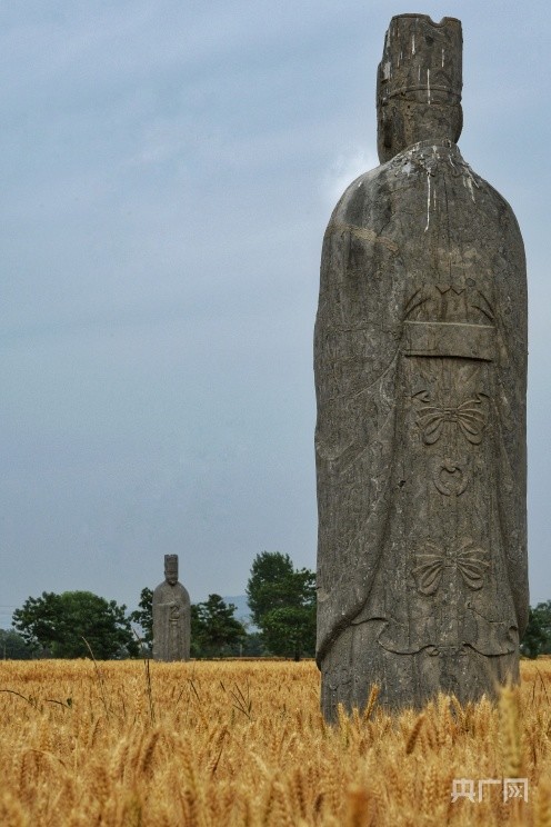 宋陵石像生矗立千年守望麦田