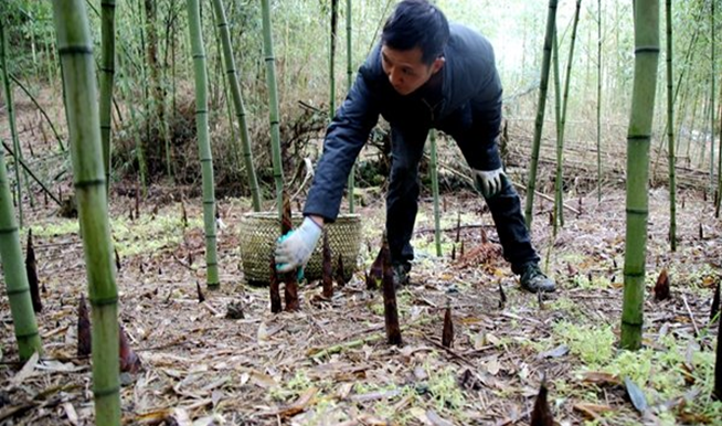 乡村振兴之黄山探索100黄山市一村一品特色农业探微