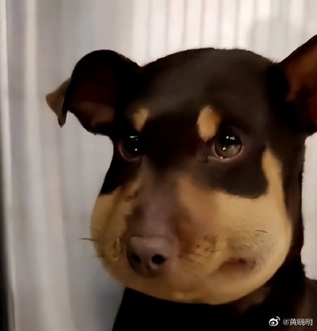 脸肿表情包 1!黄晓明晒拔完智齿后自拍,好像被蜜蜂蛰的狗狗