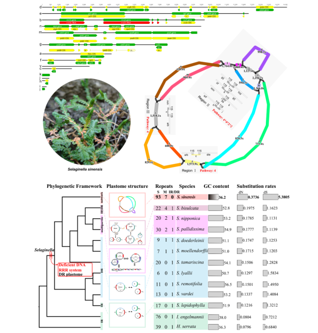 中科院植物所揭示质体基因组多样性演化的机制