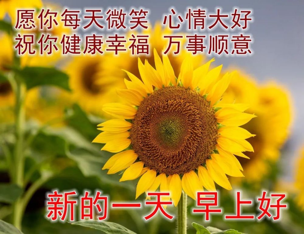 微信最美早上好圖片大全最漂亮早上好動態圖片帶字