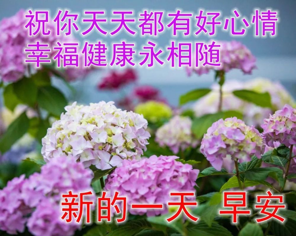 微信最美早上好圖片大全最漂亮早上好動態圖片帶字