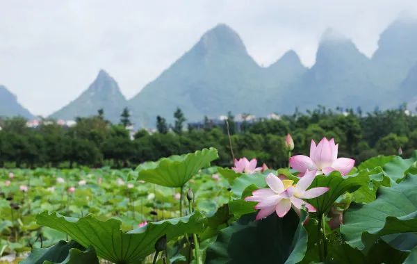 贺州市花竞相绽放,约起