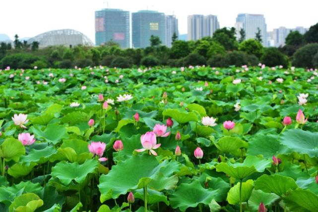 贺州市花竞相绽放,约起