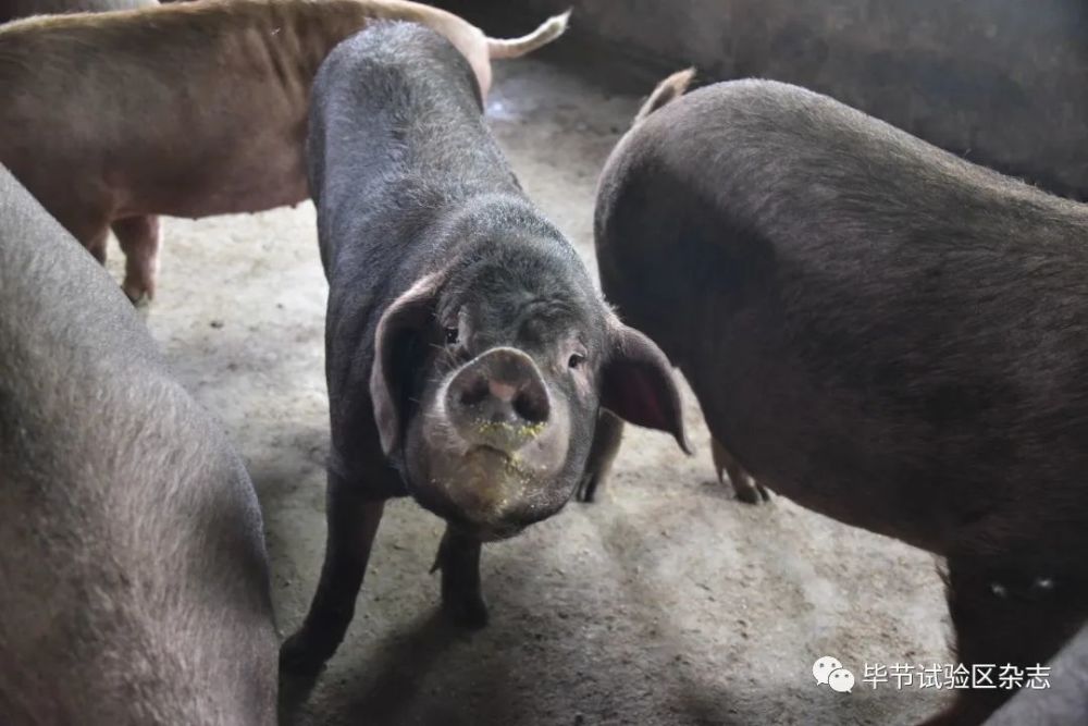 "糯谷猪,是我们当地土生土长的品种,皮薄肉糯,肉质优良.