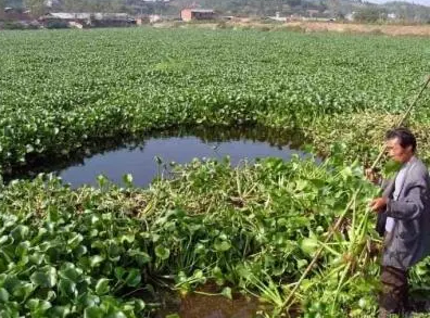 多国视为生态杀手的水葫芦,柬埔寨人却靠它发家致富,咋做到的?