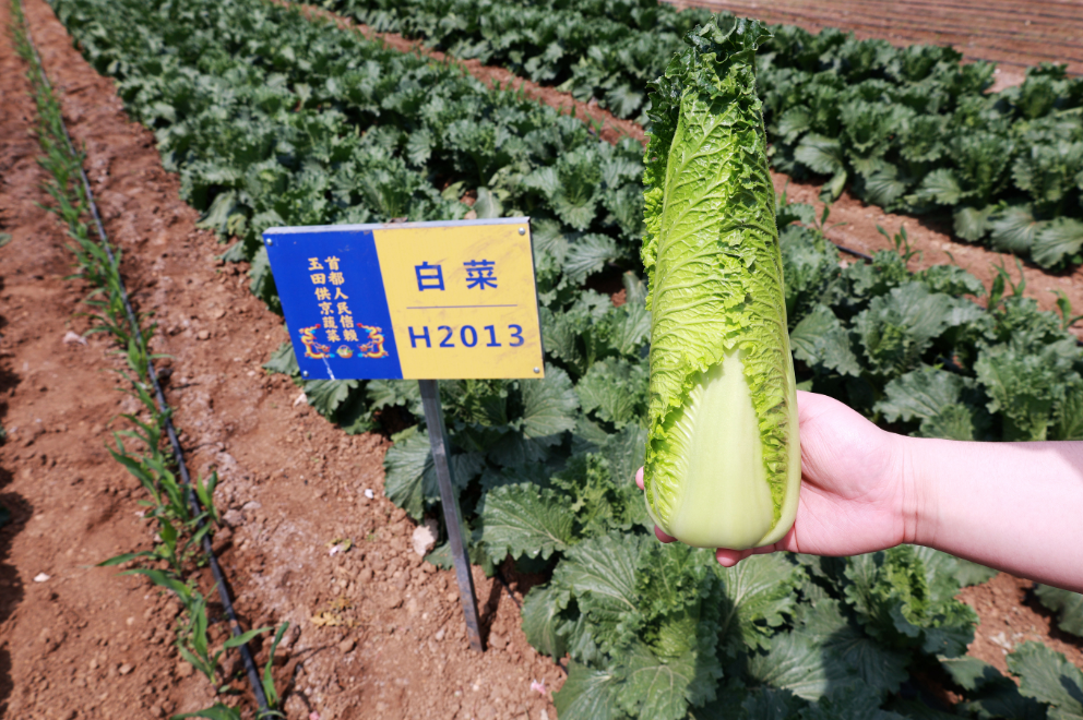 玉田供京蔬菜品牌上新春季包尖白菜端上北京夏季餐桌