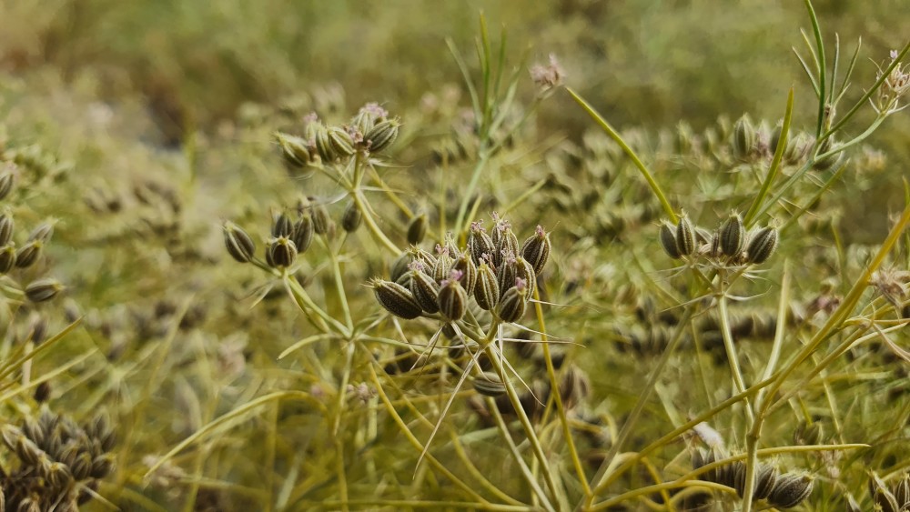 库尔勒市哈拉玉宫乡孜然丰收鼓了农民腰包