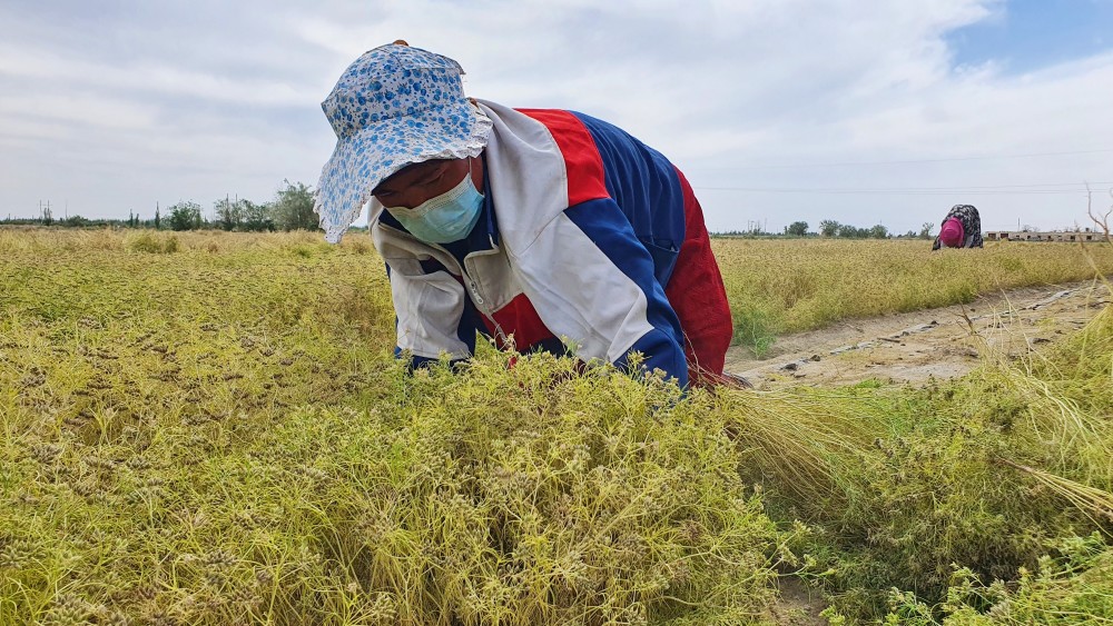 库尔勒市哈拉玉宫乡孜然丰收鼓了农民腰包
