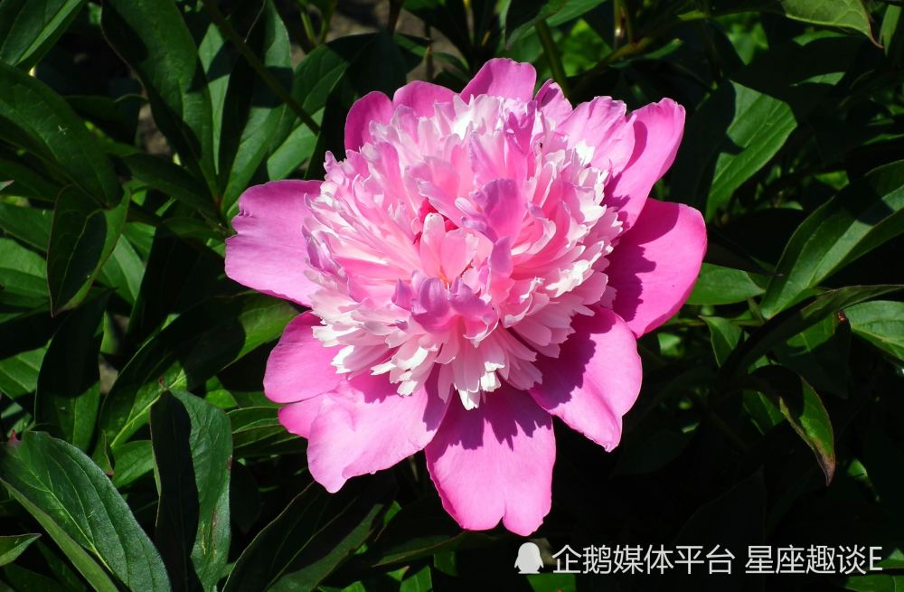 6月10日星座运势 一鼓作气 志得意满的四大星座 腾讯新闻