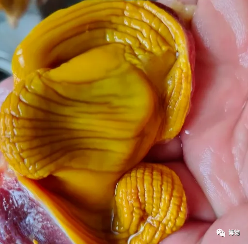 吃了这么多年烤鸡胗,有人却说它是鸡屎包?