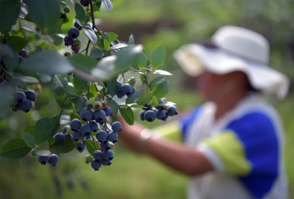 藍莓樹茁壯挺拔放眼望去走進果園坐落在餘慶縣白泥鎮明星社區餘慶飛龍