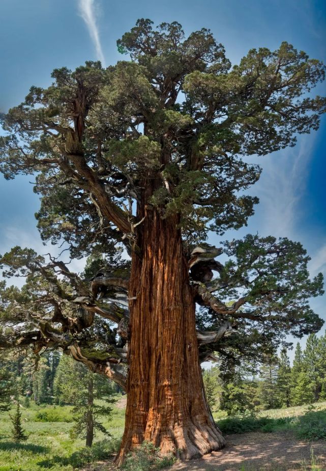 最老的树活了80000年?