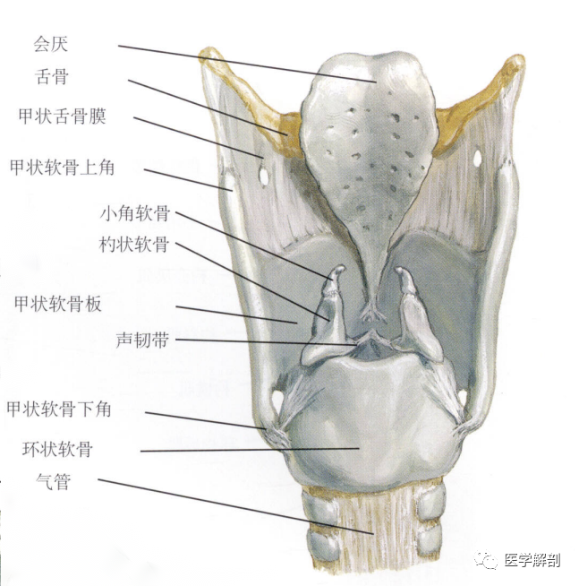 喉软骨前面观