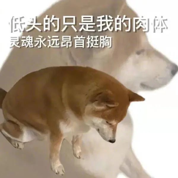 小猫咪叛逆指南表情包