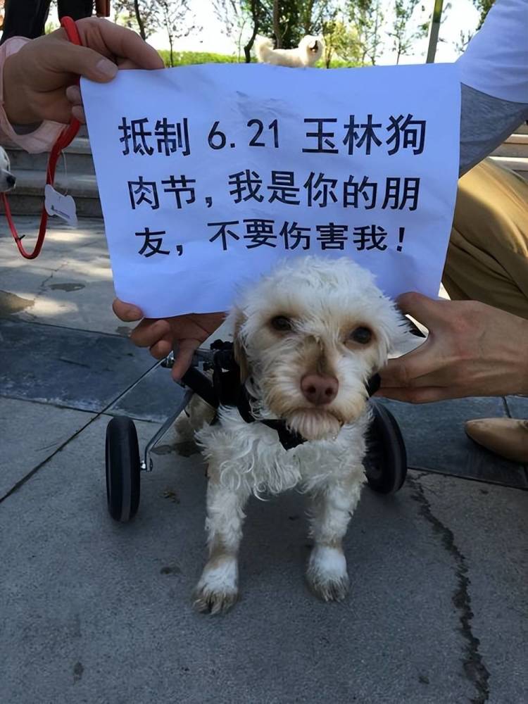 4省爱狗人士联动没能救下一车狗眼看着送到玉林助力狗肉节