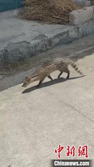 国家一级保护动物小灵猫现身湖北兴山