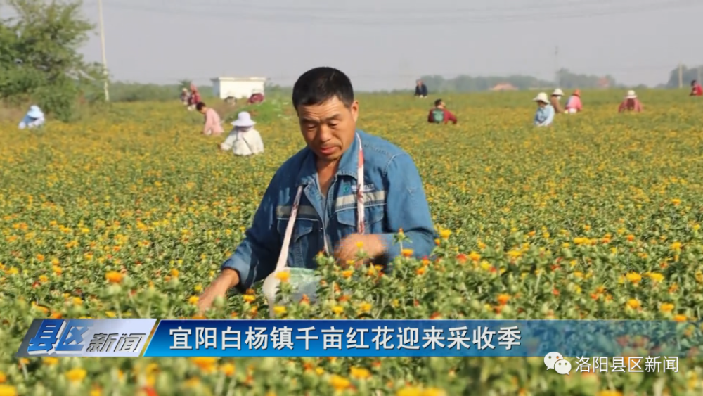 宜阳白杨图片