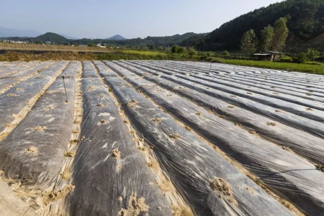 不回收上一年残留地膜违法地膜造成的污染如何消除