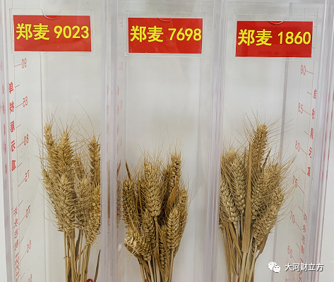 河南省审定主要农作物品种721个,其中小麦品种324个;国家审定品种中