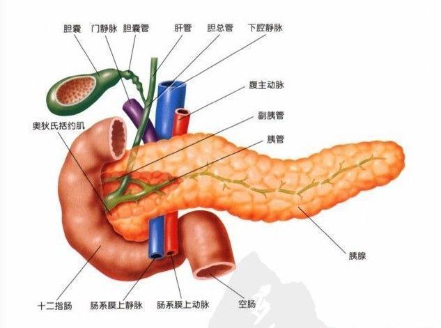 的胆管发生了阻塞,而胆汁的排泌发生了异常,引发了这种局部的一个胰管