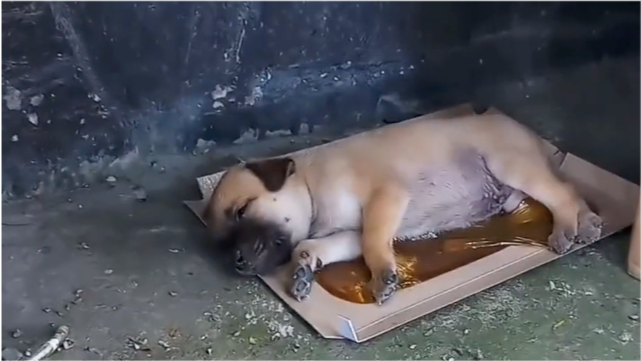 小奶狗被强力胶粘住无法动弹在快要饿晕的时候奇迹发生了