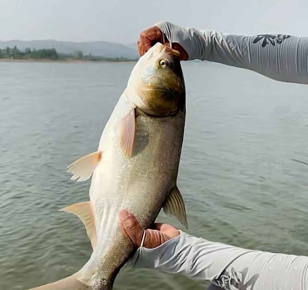 王者之战b组:化绍新试钓擒获60斤大青鱼,"抽鲢鳙"或成过去式_腾讯新闻
