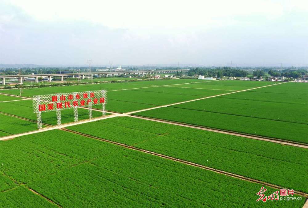 據瞭解,四川眉山市東坡區通過抓高標準農田建設,堅持糧食種植助力保障