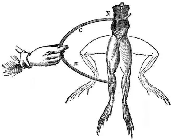 结果发现青蛙腿发生了抽动,由此发现了生物电:青蛙的神经元和肌肉细胞