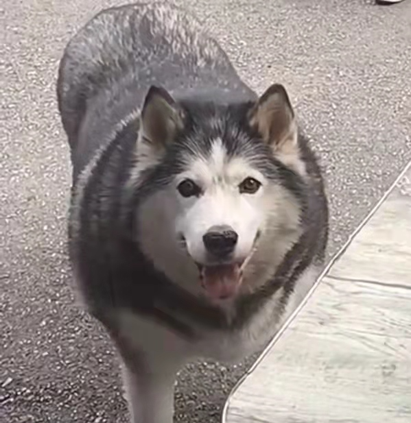 抖音最痴情舔狗火了!连吃819天烧饼,人送外号"饼太郎"