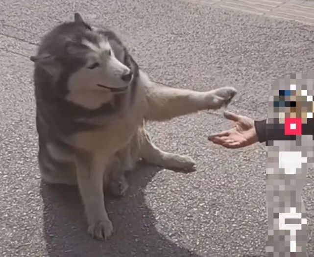 抖音最痴情舔狗火了!连吃819天烧饼,人送外号"饼太郎"