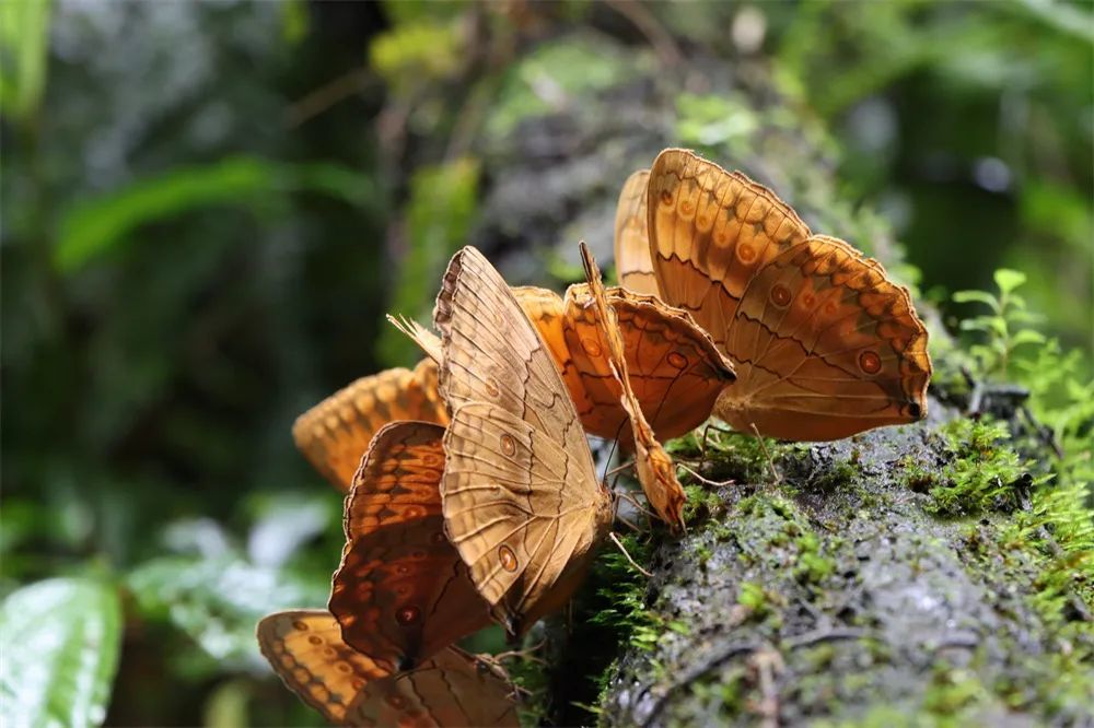 大爆发云南金平上亿只蝴蝶漫天飞舞