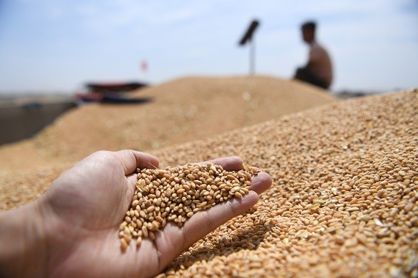 涨价下的小麦收储季：粮农惜售增多，经纪人抱怨生意难做