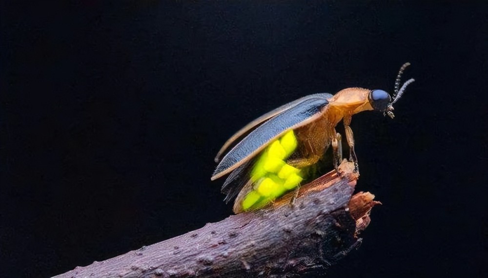 浙江发现7厘米长雌光萤这种萤火虫形似毛毛虫全身30多处发光