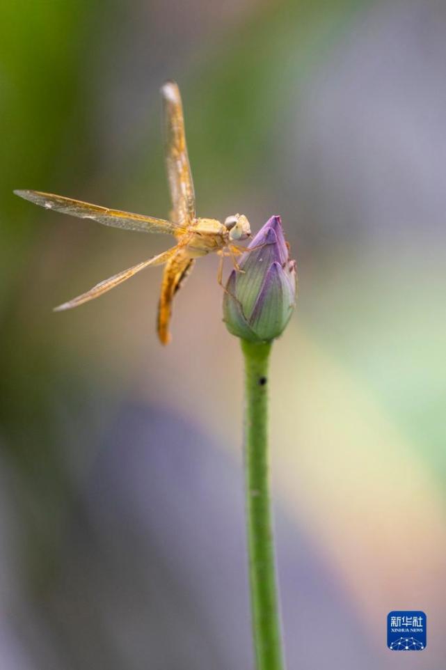 诗意中国小荷才露尖尖角早有蜻蜓立上头组图