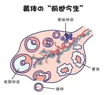 健康刘畊宏女孩跳操致黄体破裂跟风运动还需量力而行