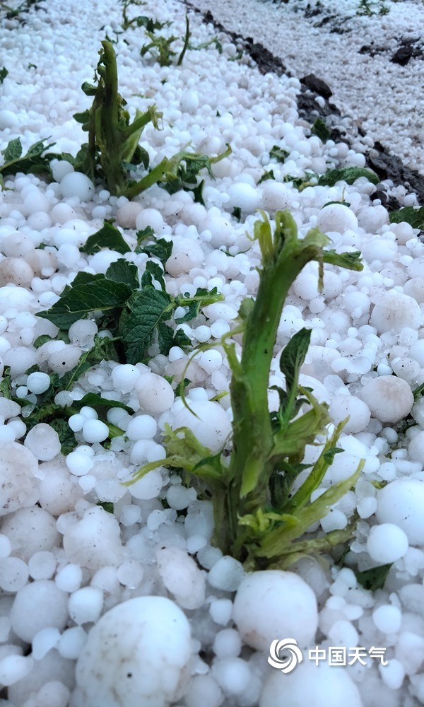 内蒙古喀喇沁旗遭遇冰雹袭击 农作物受损