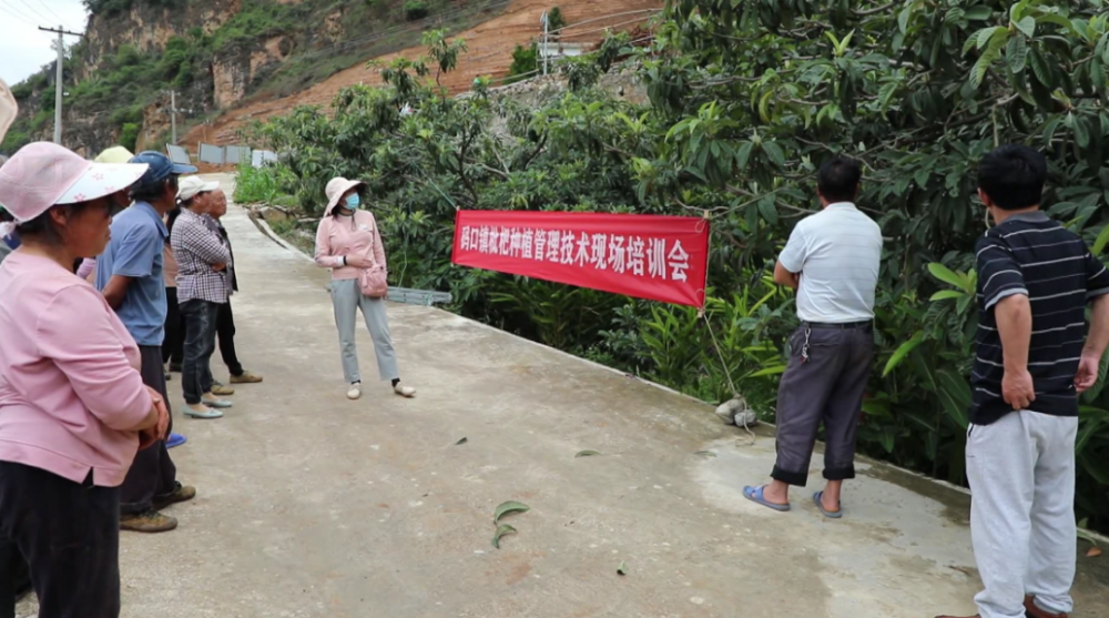 枇杷苗种植技术和管理