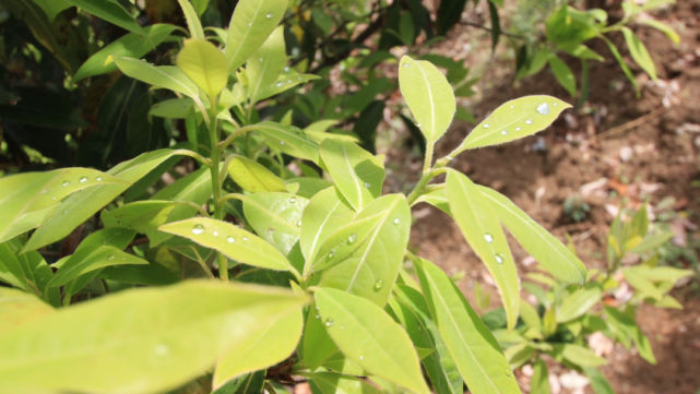 淌塘鎮:老鷹茶助力鄉村振興