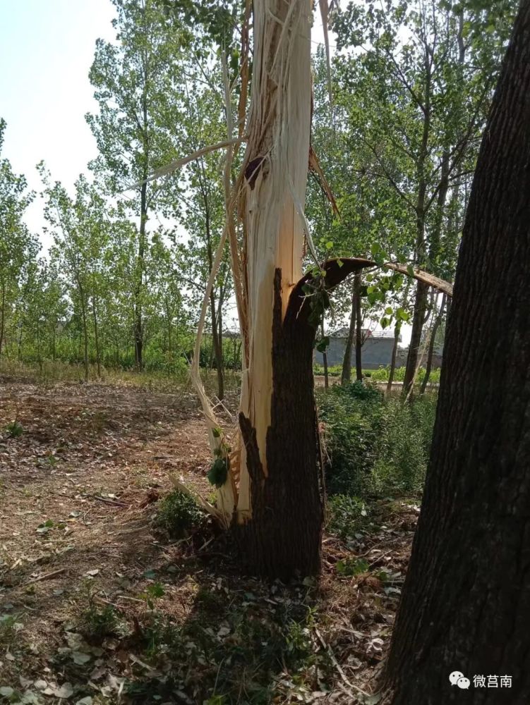 莒南一棵大树被雷劈成了这样……接下来……_腾讯新闻