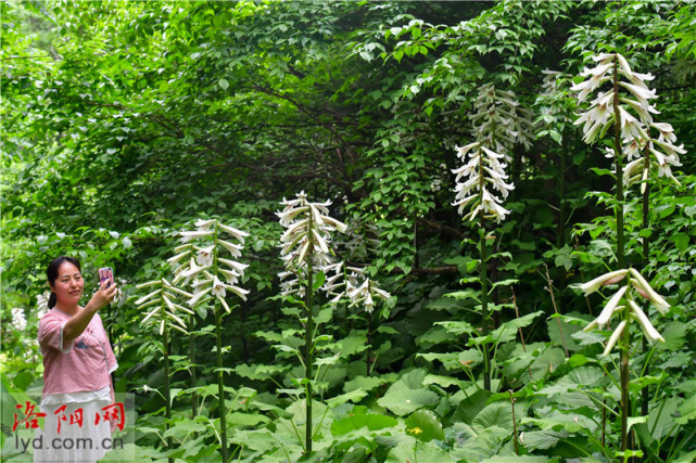 嵩县上庄坪村种植大叶百合走上致富道路