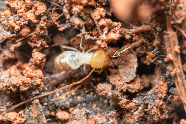 土白蚁的工蚁,注意它的颚比较小 