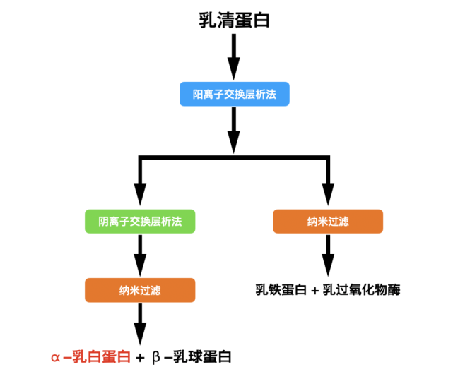 618干货时刻|乳清蛋白中的钻石—α-乳白蛋白