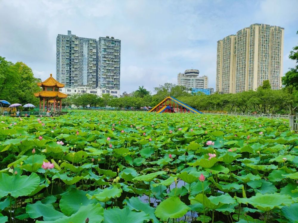 玉林市人民公园图片