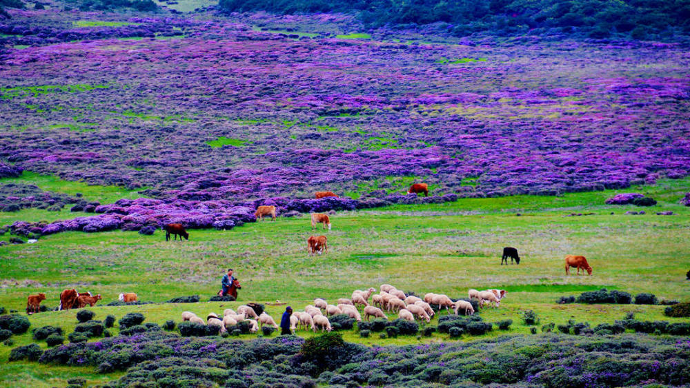 昭觉县谷克德景区,索玛花开.